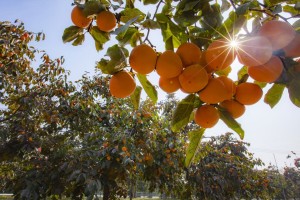 向“新”而行丨富平“红柿子+白羊羔”铺就富民兴县“快车道”