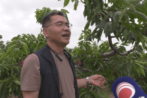 富平县圣鼎农业：樱桃熟了 产销两旺