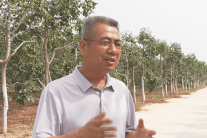 【每月农事】富平县柿子膨大关键期 柿园管理要重视