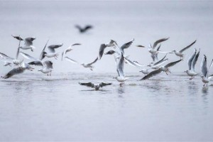 福田红树林生态公园入选全国生物多样性友好湿地案例