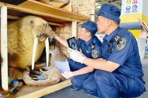 27件野生动物标本在津顺利通关