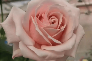 “娇龙”断层式领先，云南拟提前终止月季新品种征名并定名