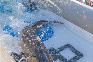 长江禁渔以来，中华鲟入海率提高了约20倍