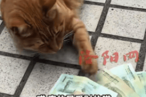女子家中莫名多出零钱 竟是自家猫从邻家偷来77元