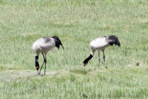 现身青海都兰的黑颈鹤是什么动物呢？