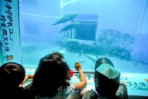 与自然同行 共赴生物多样性之约 守护“长江的微笑”