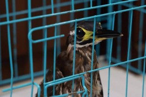 安远生态环境再升级，国家一级保护动物海南鳽现身