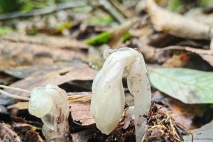 云南哀牢山发现7株“冥界之花”！可“起死回生”的仙草？
