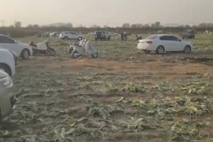 数百人在内蒙古一菜地“免费摘白菜” 菜农损失近百万