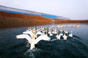 废弃矿区生态“蝶变” 河南义马市探索废弃矿坑资源再利用