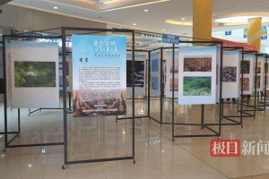 武汉市新洲区鸟类摄影展揭秘涨渡湖湿地“生态密码”