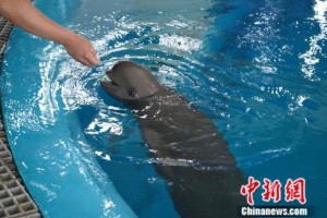 东西问｜王丁：中国如何拯救极度濒危长江江豚？