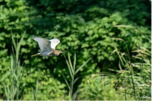 北京湿地日前夕，海淀区园林绿化局走访辖区“鸟类服务站”