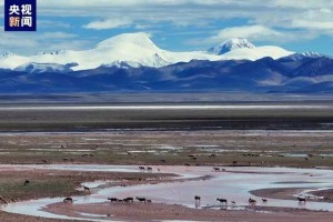 8万到10万只！青藏高原发现藏羚羊第二大产仔地