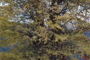 陕西秦岭这棵4000年神奇古树，树龄全国第三，美得铺天盖地！