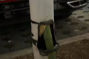 绍兴“竹坚强”火了！穿透路灯杆，长得枝繁叶茂，引众人打卡拍照