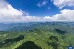 “植物大熊猫”崖柏的守护者