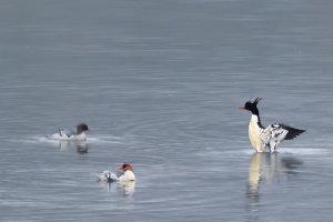 这种国家一级保护动物已连续8年选择桂林