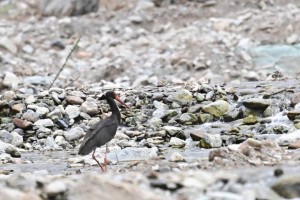 青海乐都区首次发现国家一级保护动物黑鹳