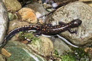梵净山发现国家二级保护两栖动物——贵州拟小鲵