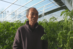 富平县张桥百亩大棚结硕果 首批番茄即将上市