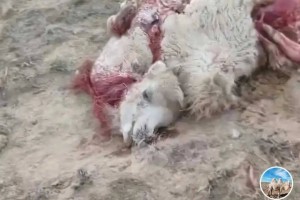 包头牧民称22头骆驼被狼咬死，最大的有1200多斤！当地：正处理