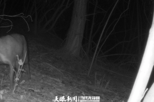 国家一级保护动物林麝现身花溪山林