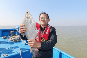 江苏靖江：长江里的鱼变大变多了！