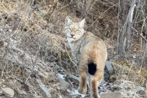 四川德格县司法局工作人员下乡途中偶遇国家二级保护动物猞猁