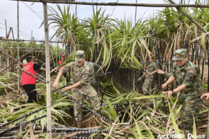 既帮收又帮销！广州南沙军地携手化身蔗林“助农先锋”