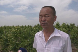 富平县宫里镇大樊村：金银花开 铺就乡村振兴路