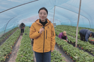 抢“鲜”迎新春！富平县新庄村40余亩草莓甜蜜上市