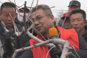 富平县果业发展中心：春季柿园管理培训走进庄里试验区