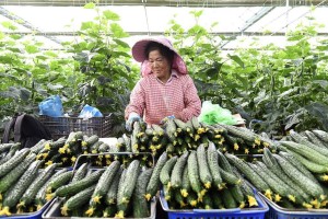 菜价无小事！多地黄瓜茄子莲藕等蔬菜价格齐上涨