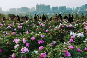 摄影作品｜荆铁：春日赏牡丹