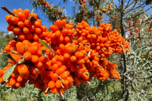 甘肃漳县沙棘：生态富民的“金色密码”