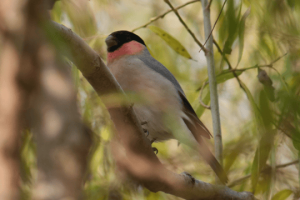 又添新成员！这两种珍稀鸟类首次做客黄河三角洲
