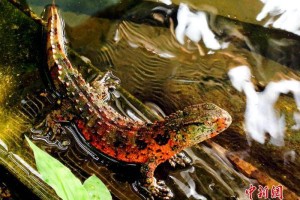 广东旗舰物种保护成效突出 野生中华穿山甲约1778只