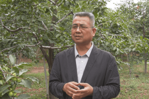 【每月农事】高温高湿环境下柿园管理技术