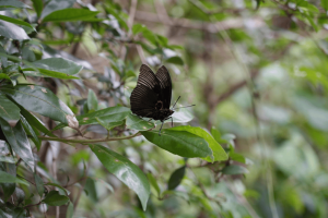 首次发现！珍稀蝴蝶现身江西