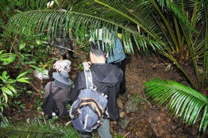 江门恩平七星坑首次发现“植物界大熊猫”仙湖苏铁