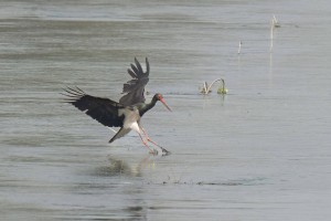 国家一级保护动物黑鹳首现海淀区河道觅食