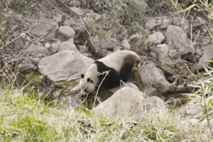 偶遇野生大熊猫