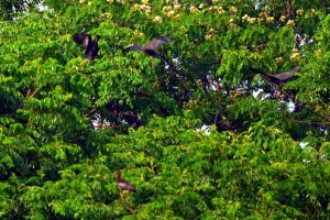 鄱阳湖首次发现彩鹮筑巢繁殖