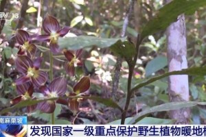 云南麻栗坡发现国家一级重点保护野生植物暖地杓兰