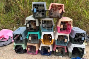 广东一水库旁被放生大量猫，救助仍在进行，死猫将无害化处理