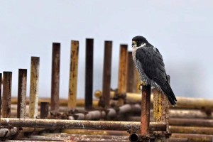 三年持续往返于成都-俄罗斯贝加尔湖畔，游隼“阳阳”获评2025成都年度鸟！