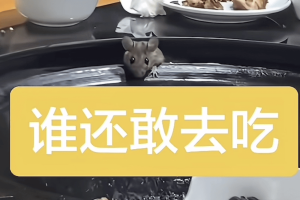 洛阳一餐馆被拍到餐桌上钻出鼠头，市监：已要求其停业整改