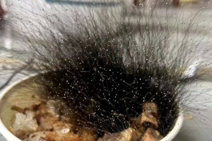 男子春节前将牛肉饭遗忘在办公室 长出15厘米“黑色丛林”