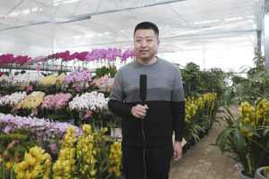 【骏彩新程 乐游富平】暖棚花潮涌 年味扑面来